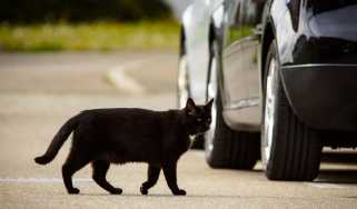 Cat crossing the road